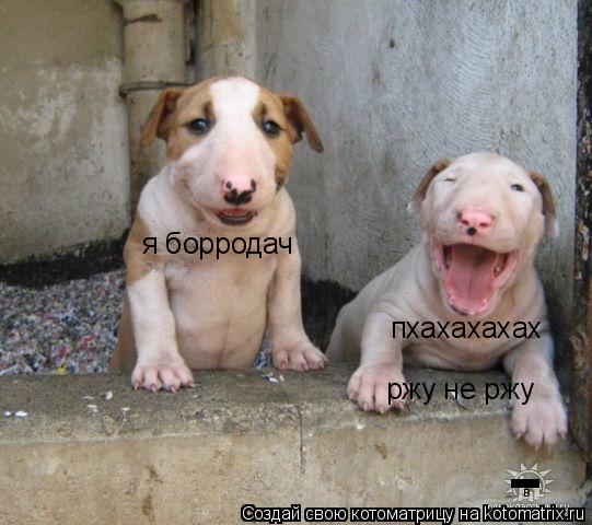 Котоматрица: я борродач пхахахахах ржу не ржу - в
