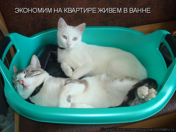 Котоматрица: ЭКОНОМИМ НА КВАРТИРЕ ЖИВЕМ В ВАННЕ