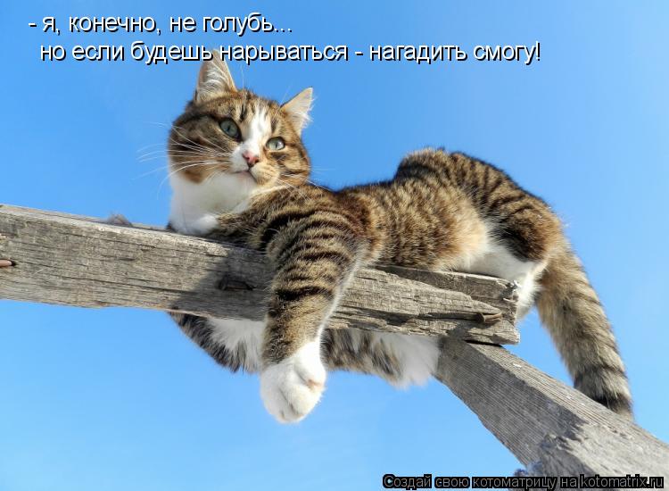 - я, конечно, не голубь... но если будешь нарываться - нагадить смогу!... Котоматрица: - я, конечно, не голубь... но если будешь нарываться - нагадить смогу!