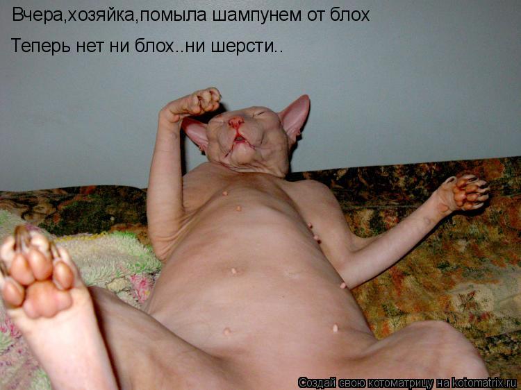 Котоматрица: Вчера помылась шампунем от блох Теперь нет ни блох..ни шерсти..  Вчера,хозяйка,помыла шампунем от блох