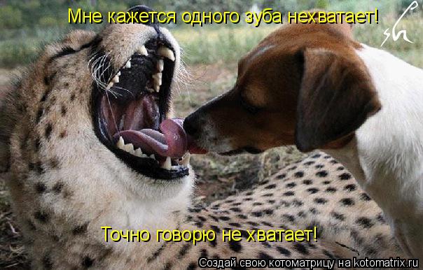 Котоматрица: Мне кажется одного зуба нехватает!  Точно говорю не хватает!