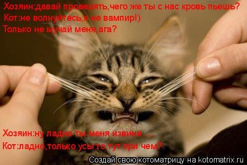 Котоматрица: Хозяин:давай проверять,чего же ты с нас кровь пьешь? Кот:не волнуйтесь,я не вампир!) Только не мучай меня,ага? Хозяин:ну ладно ты меня извини...