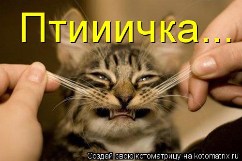 Котоматрица: Птииичка...