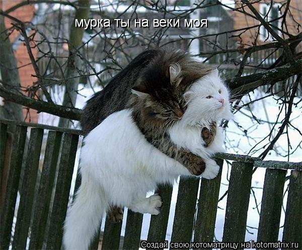 Котоматрица: мурка ты на веки моя мурка ты на веки моя