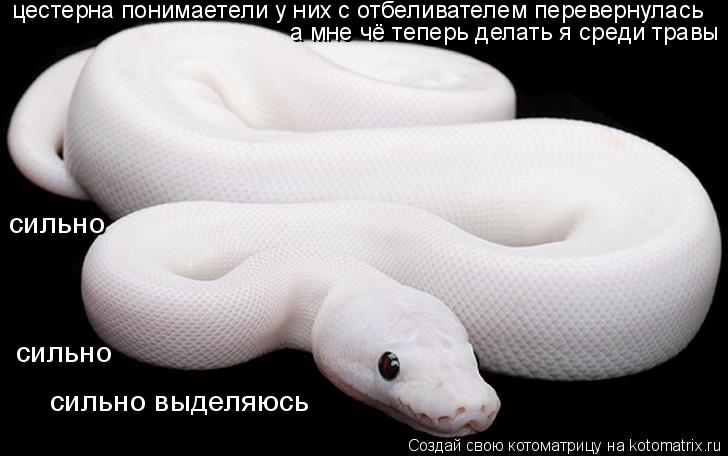 Котоматрица: цестерна понимаетели у них с отбеливателем перевернулась а мне чё теперь делать я среди травы  сильно сильно сильно выделяюсь