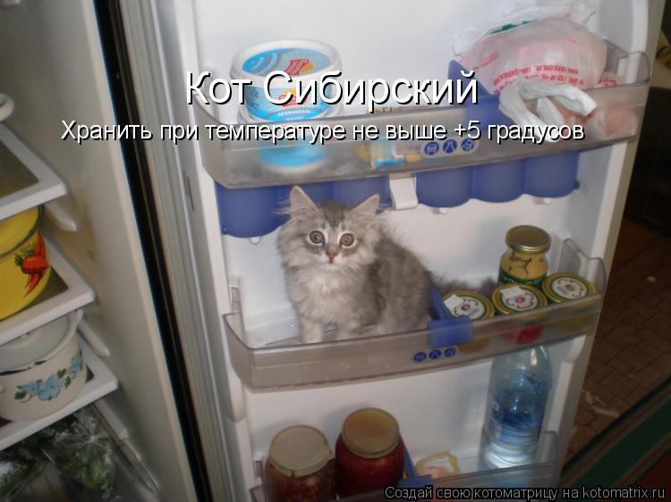 Котоматрица: Кот Сибирский Хранить при температуре не выше +5 градусов
