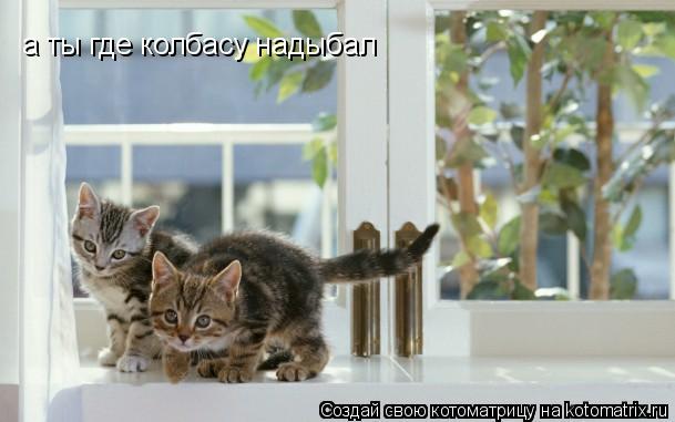 Котоматрица: а ты где колбасу надыбал
