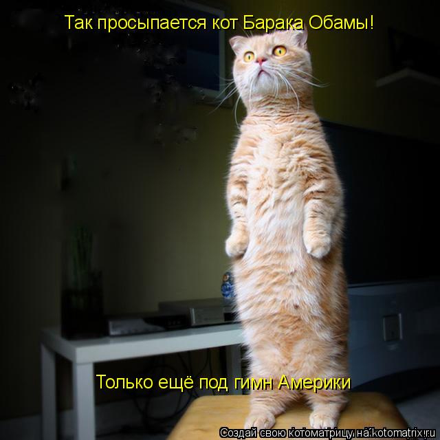 Котоматрица: Так просыпается кот Барака Обамы! Только ещё под гимн Америки