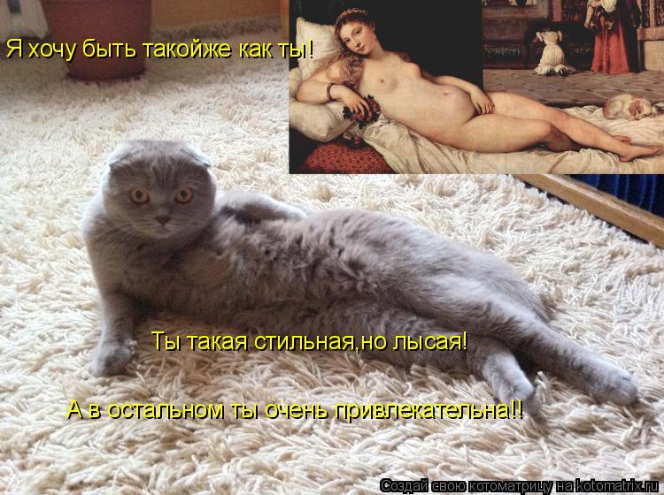 Котоматрица: Я хочу быть такойже как ты! Ты такая стильная,но лысая! А в остальном ты очень привлекательна!!