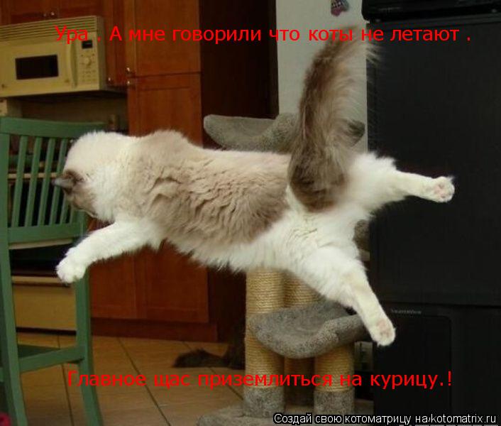 Котоматрица: Ура . А мне говорили что коты не летают .  Главное щас приземлиться на курицу.!