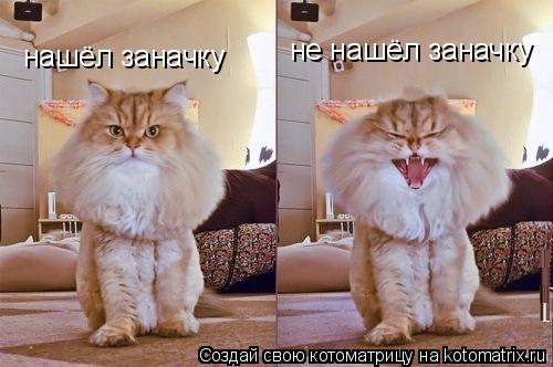 Котоматрица: нашёл заначку не нашёл заначку