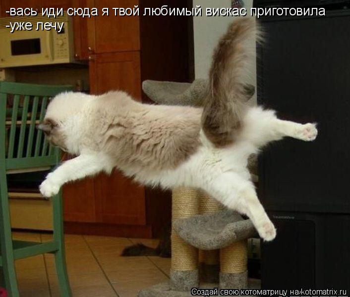 Котоматрица: -вась иди сюда я твой любимый вискас приготовила -уже лечу