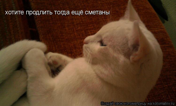 Котоматрица: хотите продлить тогда ещё сметаны