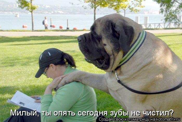 Котоматрица: Милый, ты опять сегодня зубы не чистил?