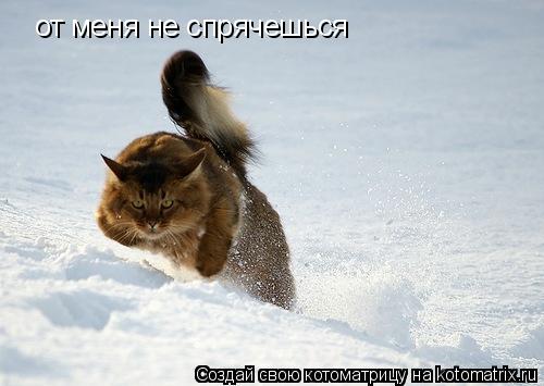 Котоматрица: от меня не спрячешься