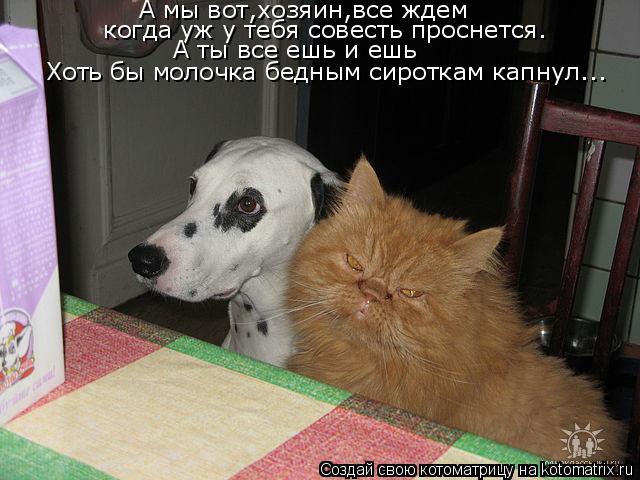 А мы вот,хозяин,все ждем когда уж у тебя совесть проснется. А ты все ешь и ешь Хоть бы молочка бедным... Котоматрица: А мы вот,хозяин,все ждем когда уж у тебя совесть проснется. А ты все ешь и ешь Хоть бы молочка бедным сироткам капнул...