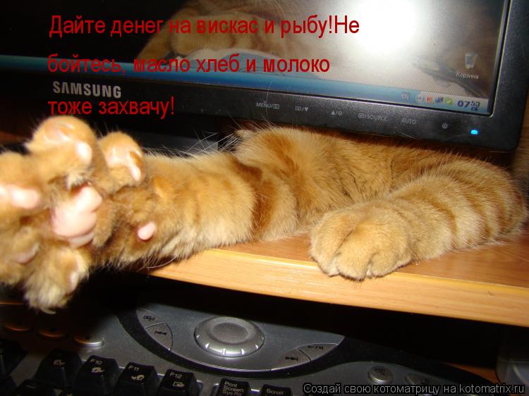 Дайте денег на вискас и рыбу!Не бойтесь, масло хлеб и молоко тоже захвачу!... Котоматрица: Дайте денег на вискас и рыбу!Не бойтесь, масло хлеб и молоко тоже захвачу!