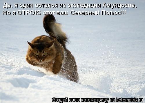 Да, я один остался из экспедиции Амундсена, Но я ОТРОЮ этот ваш Северный Полюс!!!... Котоматрица: Да, я один остался из экспедиции Амундсена, Но я ОТРОЮ этот ваш Северный Полюс!!!