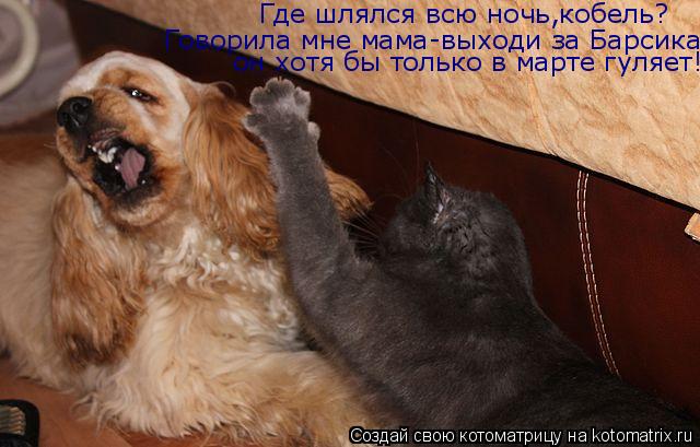 Где шлялся всю ночь,кобель? Говорила мне мама-выходи за Барсика он хотя бы только в марте гуляет!... Котоматрица: Где шлялся всю ночь,кобель? Говорила мне мама-выходи за Барсика он хотя бы только в марте гуляет!