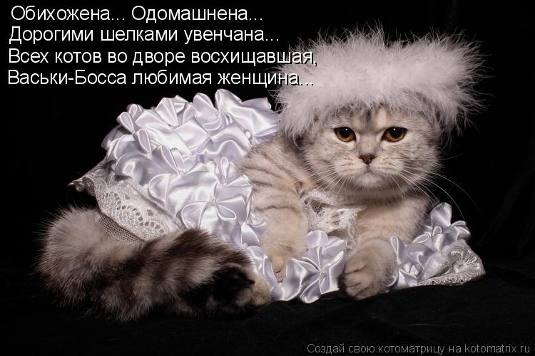 Обихожена... Одомашнена... Дорогими шелками увенчана... Всех котов во дворе восхищавшая, Васьки-Босса... Котоматрица: Обихожена... Одомашнена... Дорогими шелками увенчана... Всех котов во дворе восхищавшая, Васьки-Босса любимая женщина...