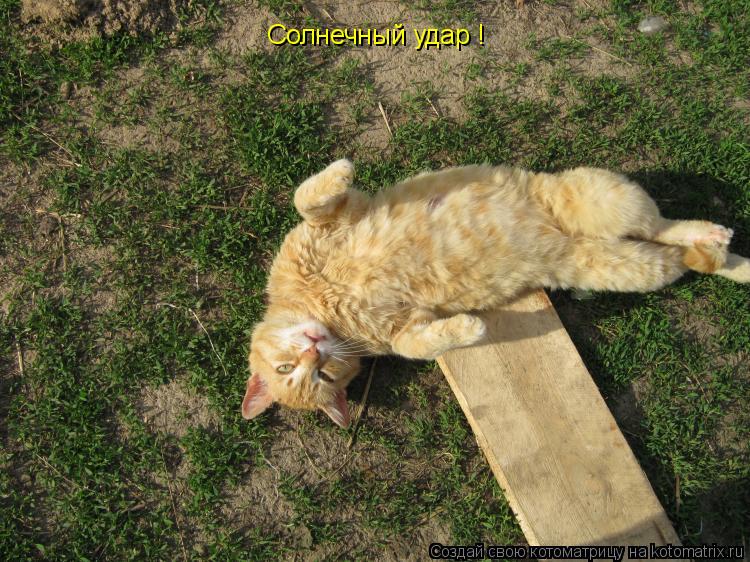 Солнечный удар !... Котоматрица: Солнечный удар !