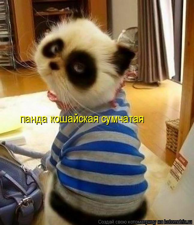 панда кошайская сумчатая... Котоматрица: панда кошайская сумчатая