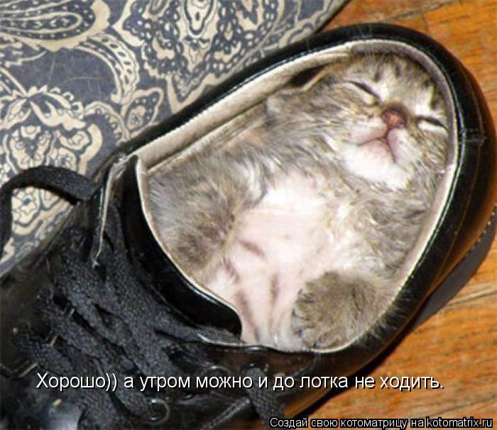 Хорошо)) а утром можно и до лотка не ходить.... Котоматрица: Хорошо)) а утром можно и до лотка не ходить.