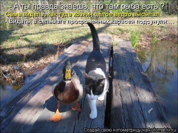 - А ты правда знаешь, что там рыба есть ? - Сама видела, как туда хозяин целое ведро высыпал. - Видат... Котоматрица: - А ты правда знаешь, что там рыба есть ? - Сама видела, как туда хозяин целое ведро высыпал. - Видать, в сельмаге просроченных карасей подсунул