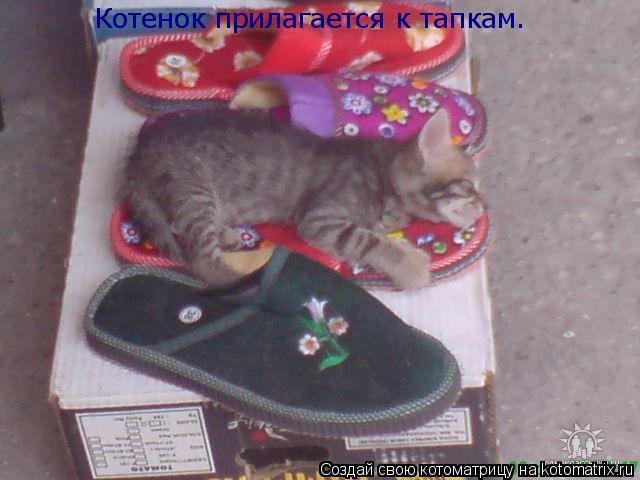 Котенок прилагается к тапкам.... Котоматрица: Котенок прилагается к тапкам.