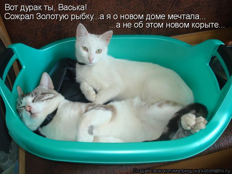 Вот дурак ты, Васька! Сожрал Золотую рыбку...а я о новом доме мечтала... ...а не об этом новом корыт... Котоматрица: Вот дурак ты, Васька! Сожрал Золотую рыбку...а я о новом доме мечтала... ...а не об этом новом корыте...