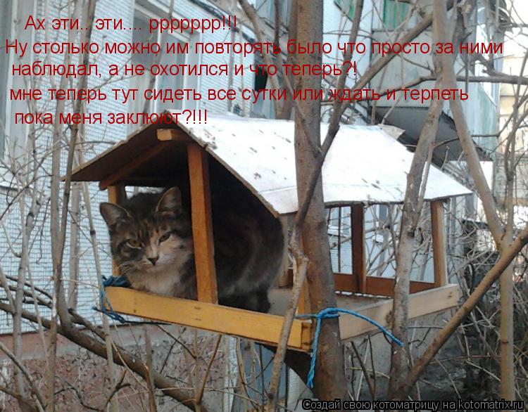Ах эти.. эти.... ррррррр!!! Ну столько можно им повторять было что просто за ними наблюдал, а не охо... Котоматрица: Ах эти.. эти.... ррррррр!!! Ну столько можно им повторять было что просто за ними наблюдал, а не охотился и что теперь?! мне теперь тут сидеть вс