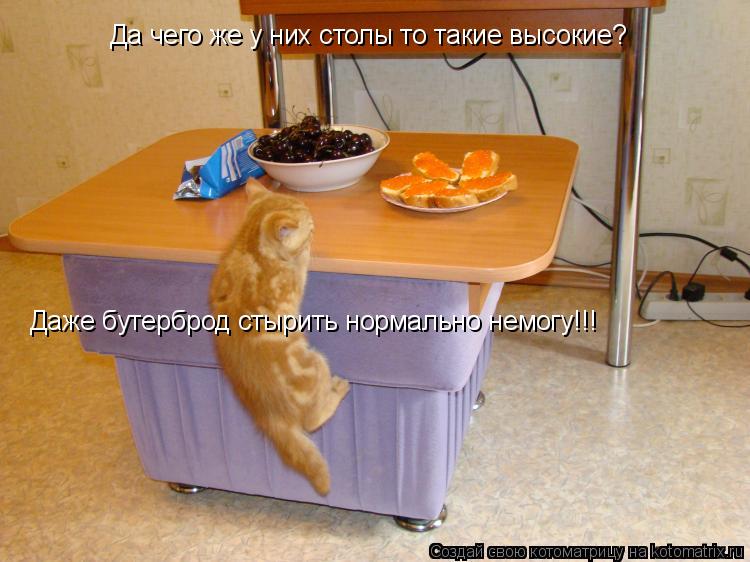 Да чего же у них столы то такие высокие? Даже бутерброд стырить нормально немогу!!!... Котоматрица: Да чего же у них столы то такие высокие? Даже бутерброд стырить нормально немогу!!!