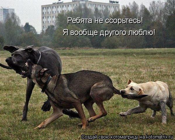 Ребята не ссорьтесь! Я вообще другого люблю!... Котоматрица: Ребята не ссорьтесь! Я вообще другого люблю!