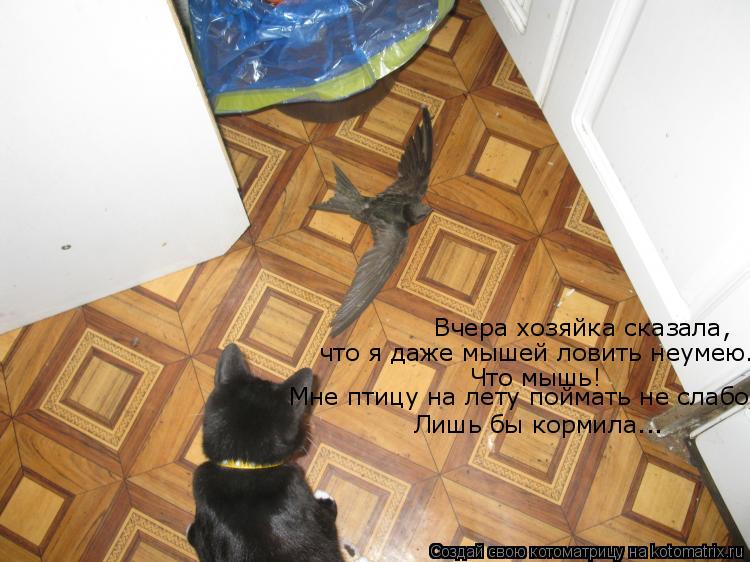 Вчера хозяйка сказала, что я даже мышей ловить неумею. Что мышь! Мне птицу на лету поймать не слабо. ... Котоматрица: Вчера хозяйка сказала, что я даже мышей ловить неумею. Что мышь! Мне птицу на лету поймать не слабо. Лишь бы кормила...