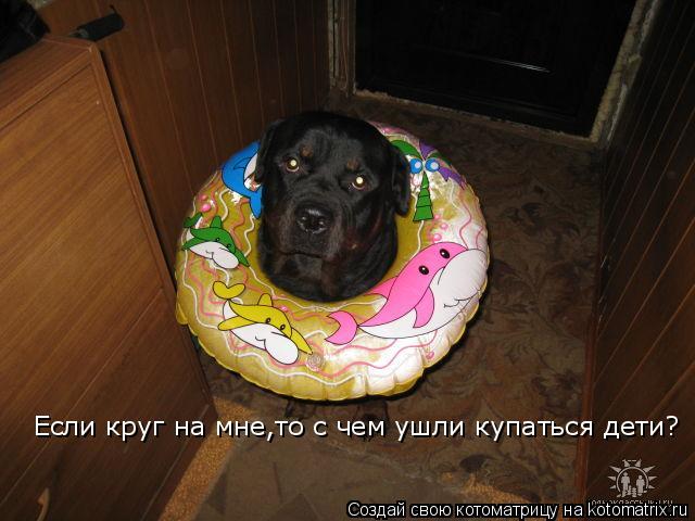 Если круг на мне,то с чем ушли купаться дети?... Котоматрица: Если круг на мне,то с чем ушли купаться дети?