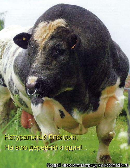 Натуральный блондин, На всю деревню я один!..... Котоматрица: Натуральный блондин, На всю деревню я один!..