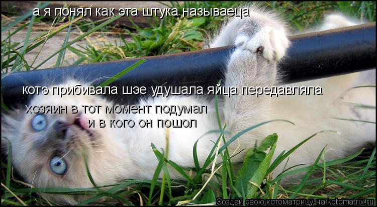 а я понял как эта штука называеца котэ прибивала шэе удушала яйца передавляла хозяин в тот момент под... Котоматрица: а я понял как эта штука называеца котэ прибивала шэе удушала яйца передавляла хозяин в тот момент подумал и в кого он пошол