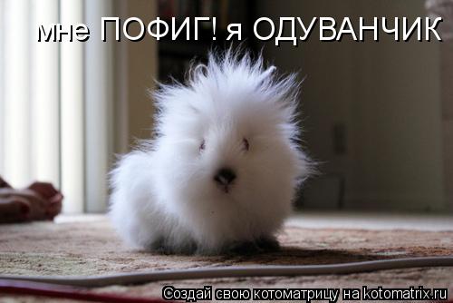 мне ПОФИГ! я ОДУВАНЧИК... Котоматрица: мне ПОФИГ! я ОДУВАНЧИК
