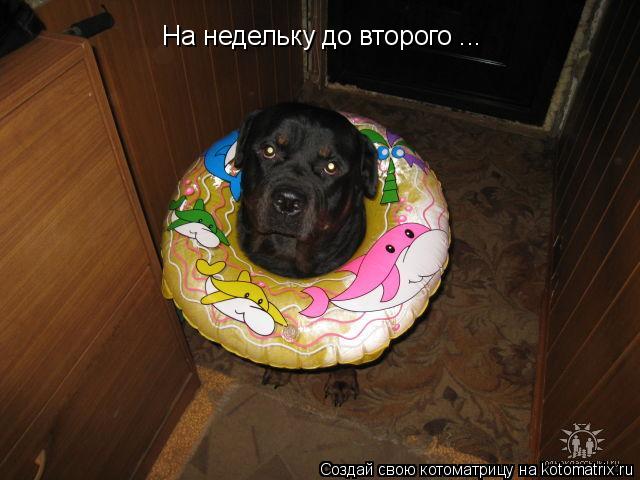 На недельку до второго ...... Котоматрица: На недельку до второго ...