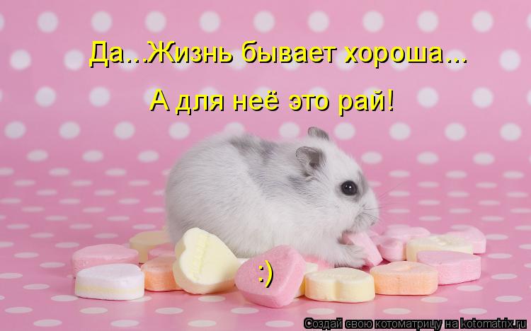 Да...Жизнь бывает хороша... Да...Жизнь бывает хороша... А для неё это рай! :)... Котоматрица: Да...Жизнь бывает хороша... Да...Жизнь бывает хороша... А для неё это рай! :)