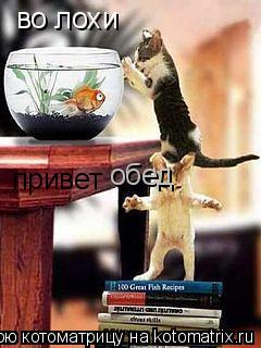 во лохи привет обед... Котоматрица: во лохи привет обед