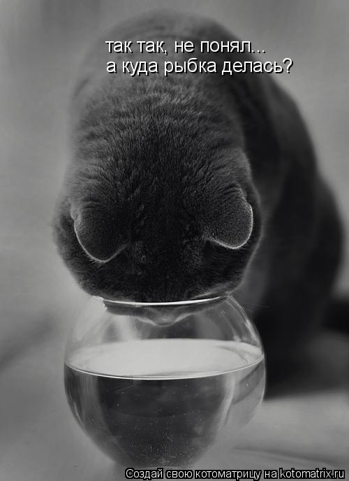 так так, не понял... а куда рыбка делась?... Котоматрица: так так, не понял... а куда рыбка делась?