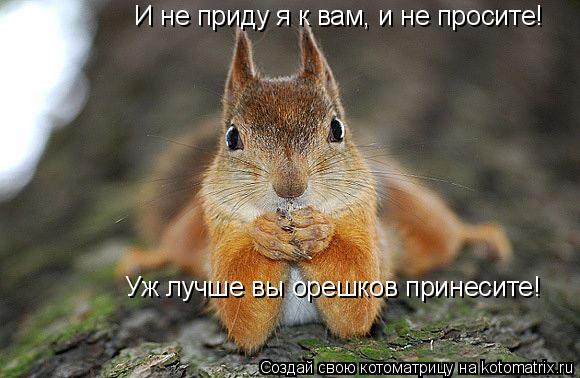И не приду я к вам, и не просите! Уж лучше вы орешков принесите!... Котоматрица: И не приду я к вам, и не просите! Уж лучше вы орешков принесите!