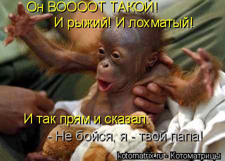 Он ВООООТ ТАКОЙ! И рыжий! И лохматый! И так прям и сказал: - Не бойся, я - твой папа!... Котоматрица: Он ВООООТ ТАКОЙ! И рыжий! И лохматый! И так прям и сказал: - Не бойся, я - твой папа!