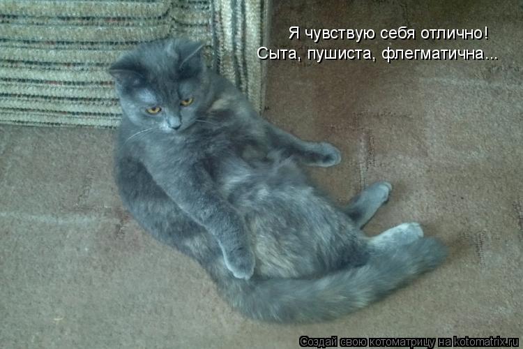 Котоматрица: Я чувствую себя отлично! Сыта, пушиста, флегматична...