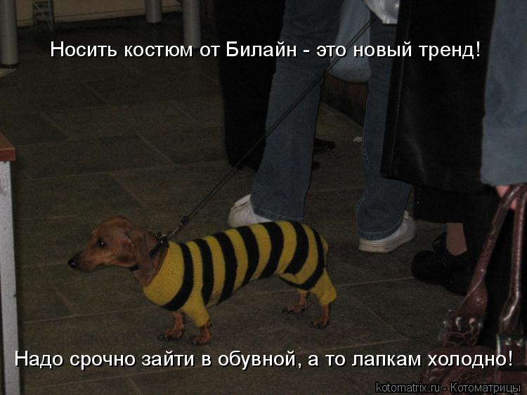 Котоматрица: Носить костюм от Билайн - это новый тренд! Надо срочно зайти в обувной, а то лапкам холодно!