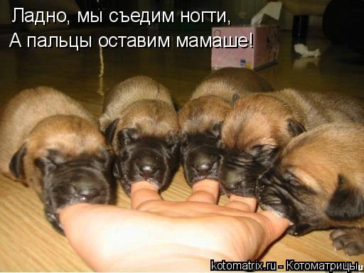Котоматрица: Ладно, мы съедим ногти,  А пальцы оставим мамаше!