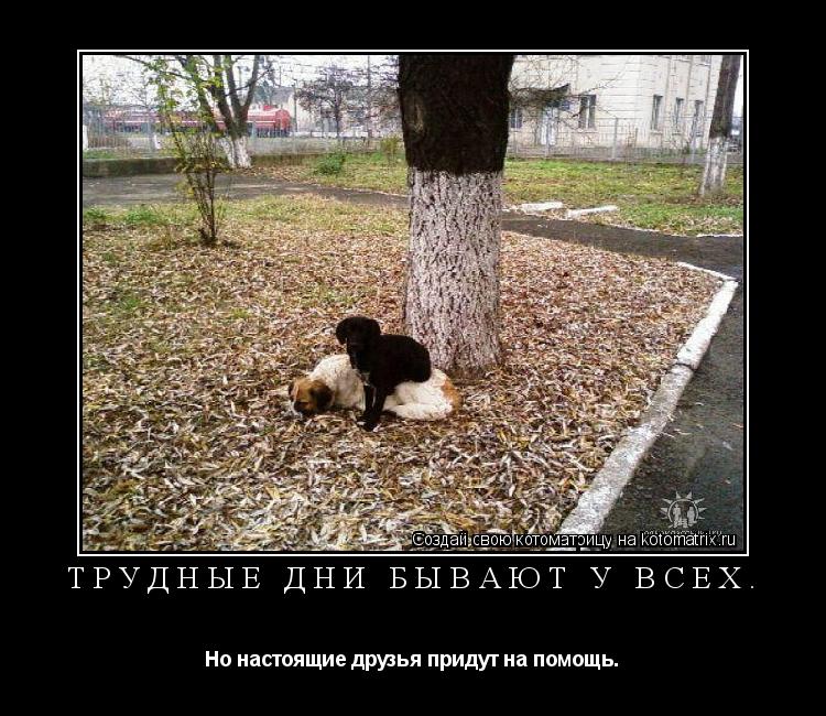 Котоматрица: Трудные дни бывают у всех. Но настоящие друзья придут на помощь.
