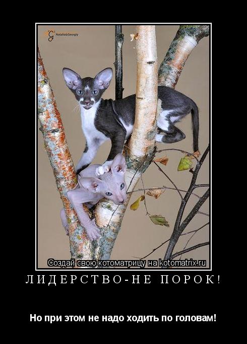 Котоматрица: Лидерство-не порок! Но при этом не надо ходить по головам!