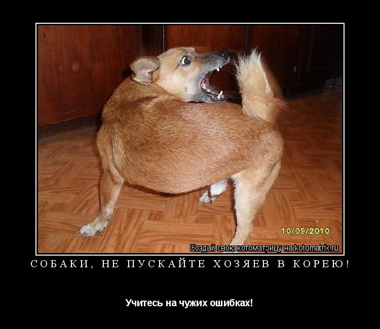 Котоматрица: Собаки, не пускайте хозяев в Корею! Учитесь на чужих ошибках!